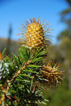 Santa Lucia fir (Abies bracteata). Cone Peak, Ventana Wilderness, Los Padres National Forest, Monterey County, CA. Copyright © Jeff Bisbee. 